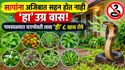 सापांना अजिबात सहन होत नाही ‘हा’ उग्र वास! पावसाळ्यात घराभोवती लावा ‘ही’ ८ खास रोपे; विषारी साप घरापासून १०० फूट दूर राहतील