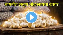 तुम्ही जेवणात चायनीज लसूण तर खात नाही ना? तज्ज्ञांनी व्यक्त केला आजारांचा धोका, पाहा धक्कादायक VIDEO