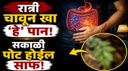 आतड्यांत सडलेली घाण होईल गायब! रात्री झोपण्याआधी चावून खा ‘हे’ १ पान; सकाळी पोट होईल पूर्ण साफ