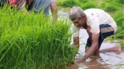मुदतपूर्व पीक कापणी प्रयोगाचे आदेश; सरकारी मदतीसाठी पंचनामे, पीक कापणी प्रयोग अनिवार्य