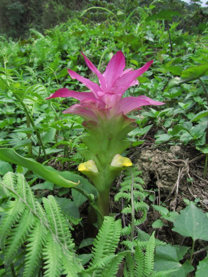 Curcuma Aromatica रानहळद 