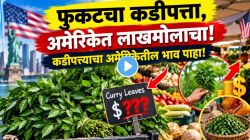 VIDEO: भारतात फुकट मिळणारा कडीपत्ता अमेरिकेत झाला ‘कॅलिफोर्नियाचं सोनं’! एका जुडीची किंमत ऐकून कोकणातील महिला थक्क!