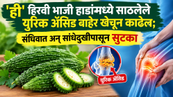 ‘ही’ हिरवी भाजी हाडांमध्ये साठलेले युरिक ॲसिड बाहेर खेचून काढेल; संधिवात अन् सांधेदुखीपासून सुटका देईल हा घरगुती रामबाण उपाय!