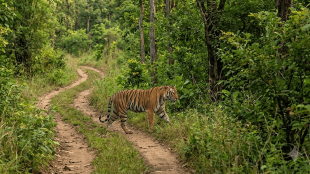 Nagpur Forest Department Tiger Corridor Conservation | Maharashtra Wildlife Week October 2 to 8 | Connecting Habitats Thriving Wildlife Campaign | Human Wildlife Conflict Awareness Maharashtra