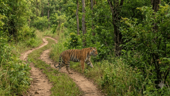 वाघांच्या वाटा जपणार वनविभाग! वन्यजीव सप्ताहात ‘कनेक्टिंग हॅबिटॅट्स, थ्रायव्हिंग वाइल्डलाइफ’