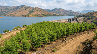 Morbe Dam Navi Mumbai | NMMC Bamboo Plantation Drive | Morbe Dam Green Wall Project | Navi Mumbai Tree Plantation News