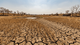 Marathwada drought crop failure news | Osmanabad Latur rain deficit update | Maharashtra farmer relief subsidy scheme | Maharashtra cabinet drought announcement