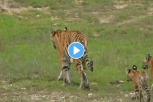 Gothangaon Express F2 Tigress Cubs | Umred Karhandla Wildlife Sanctuary Tiger Safari | F2 Tigress Sightings Nagpur Wildlife | Maharashtra Tourism News Nagpur