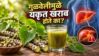 एक चूक महागात पडेल… गुळवेल समजून चुकीची वनस्पती घेताय का? संशोधनात काय लक्षात आलं?