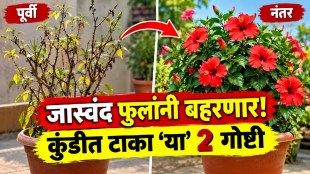 १० दिवसांत घरातील जास्वंदाचं रोप लालबुंद फुलांनी बहरेल! कुंडीत टाका ‘या’ २ गोष्टी; रोपावर येतील कळ्याच कळ्या!