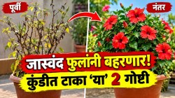 १० दिवसांत घरातील जास्वंदाचं रोप लालबुंद फुलांनी बहरेल! कुंडीत टाका ‘या’ २ गोष्टी; रोपावर येतील कळ्याच कळ्या!