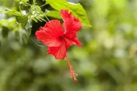 Jaswand hibiscus flower 
