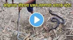 तरुणाने थेट पकडले किंग कोब्राचे तोंड अन्…; पुढे काय घडलं, पाहा धडकी भरवणारा VIDEO