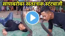 मृत्यूशी खेळ, भल्यामोठ्या किंग कोब्राला ‘किस’ करायला गेला अन्…; पाहा थरकाप उडवणारा VIDEO