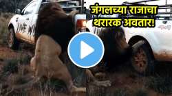 सिंहाच्या ताकदीपुढे महागडी SUV फेल! काही सेकंदांत टायरची केली अशी अवस्था, पाहा थरारक VIDEO
