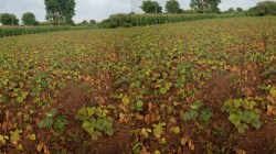 पाच ऑक्टोबरपासून दुष्काळी स्थितीचे पंचनामे, टंचाई निवारणाच्या उपाययोजनांची तयारी सुरू; मुख्यमंत्र्यांची माहिती