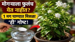 मोगऱ्याच्या रोपाला १५ दिवसांत येतील फुलंच फुलं! १ मग पाण्यात मिसळा घरातली ‘ही’ १ पांढरी गोष्ट, कळ्यांनी बहरून जाईल कुंडी!