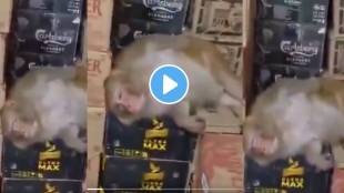 Monkey Drinks Alcohol Ranchi Shop