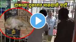 दारूच्या दुकानात माकडाची पार्टी, एक क्वॉर्टर प्यायला अन्…; पाहा मजेशीर VIDEO VIRAL