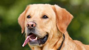 pune dog bite incident | vadgaon sheri dog attack boy | chandan nagar police station fir | labrador dog attack pune crime news