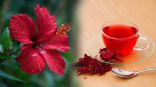 Hibiscus tea benefits for health