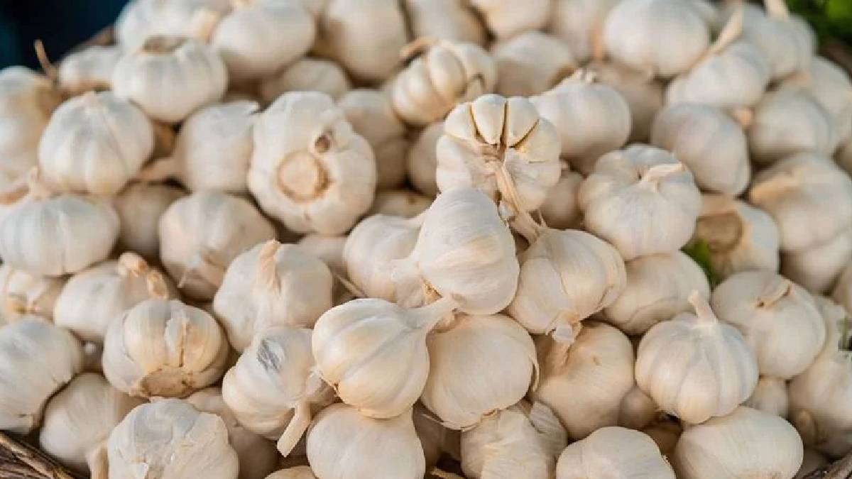 http://Garlic%20City%20of%20India