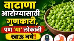 पौष्टिक वाटाणा काहींना ठरू शकतो त्रासदायक; जाणून घ्या कोणी टाळावा