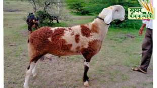 Madgyal Sheep