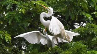wardha-hinganghat-water-birds-nest