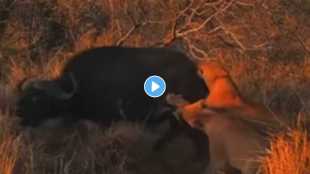 male lion spotting buffalo alone