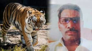 Amravati Tiger Attack