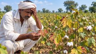 Jalgaon Cotton Crop Lalya Disease