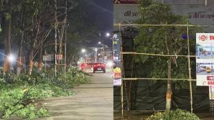 vasai-virar-tree-trimming
