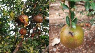 pomegranate