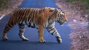 Tigress