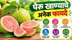 स्वस्त आणि पौष्टिक पेरू; शरीरासाठी का फायदेशीर?