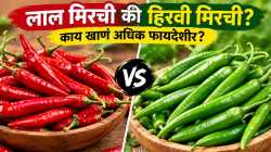 लाल तिखट की हिरवी मिरची; कोण ठरतंय आरोग्यासाठी फायदेशीर?