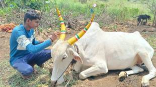 Chhatrapati Sambhajinagar Bullock Count Decline | Maharashtra Tractor Sales Agriculture Trend | Pola Festival Cattle Market Hirapur | Bipin Deshpande Loksatta Agriculture News