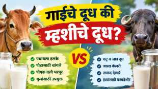 Cow's milk or buffalo's milk
