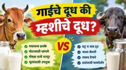 गाईचे दूध की म्हशीचे दूध? लहानांपासून मोठ्यांपर्यंत कोणते योग्य?