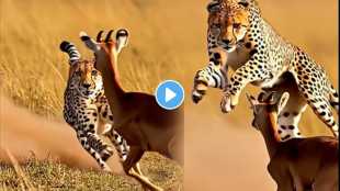 Cheetah vs Deer Fastest Chase in the Wild jungle video viral