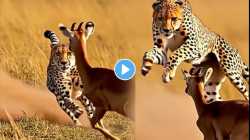 जीवण मरणाचा रंगला खेळ! चित्त्याने केली हरणाची शिकार; VIDEO पाहून अंगावर येईल काटा