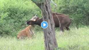 Jungle viral video