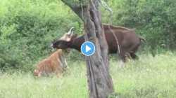 वाघाने साधला रानगव्यावर निशाणा; जंगलातील थरारक क्षण VIDEO मध्ये कैद