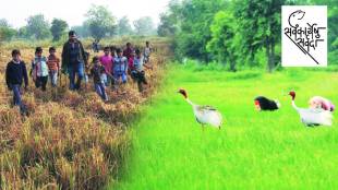 gondia-saras-crane-bird-conservation
