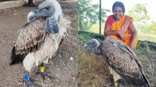 rare-long-billed-vulture