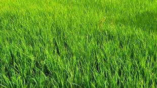 Sindhudurg Drought News
