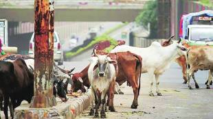 Vasai Virar Stray Cattle Problem