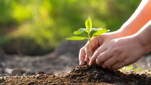 Tree Plantation Scam