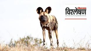 african-wild-dog-mating-journey